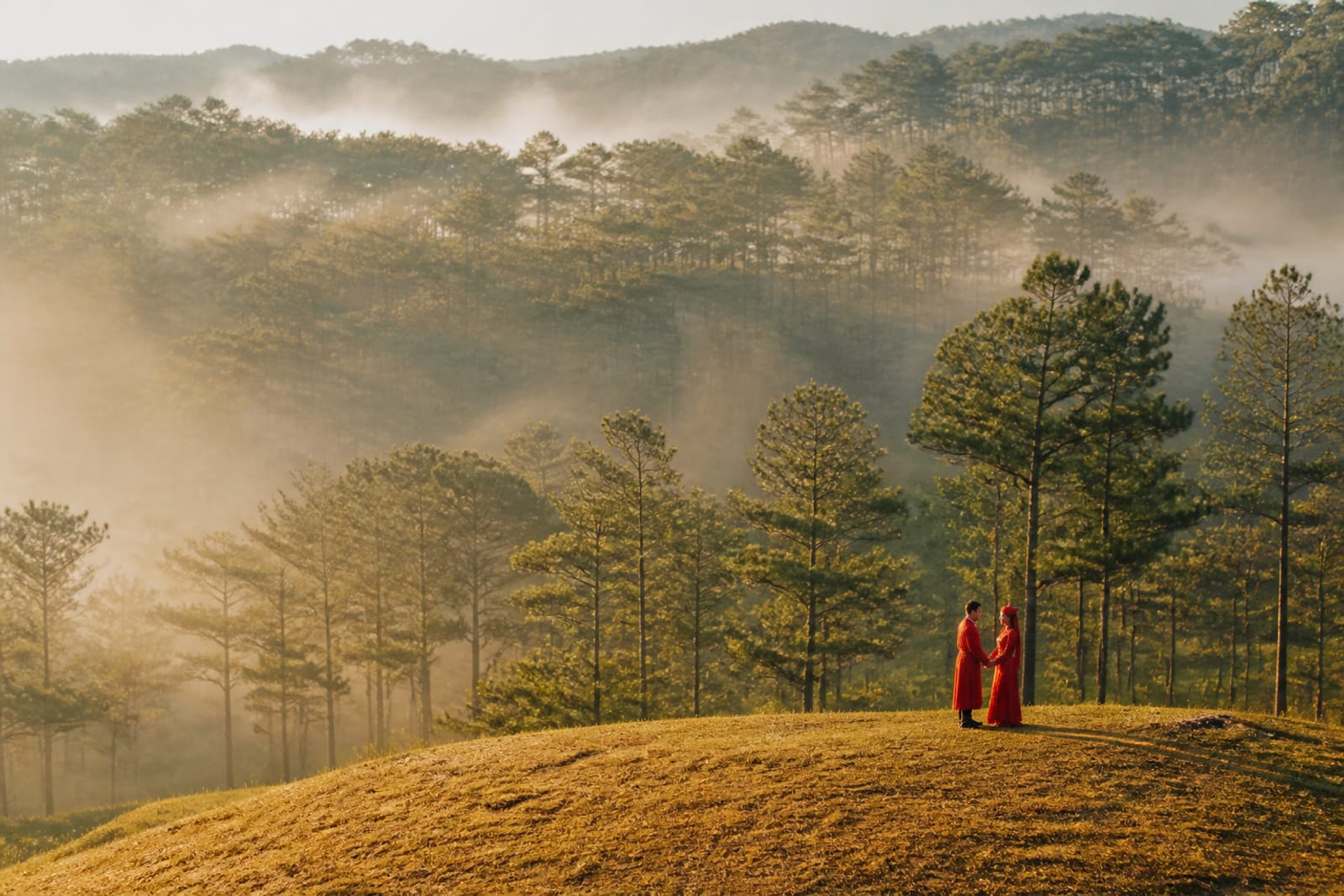 Da Lat pine forest (illustration)